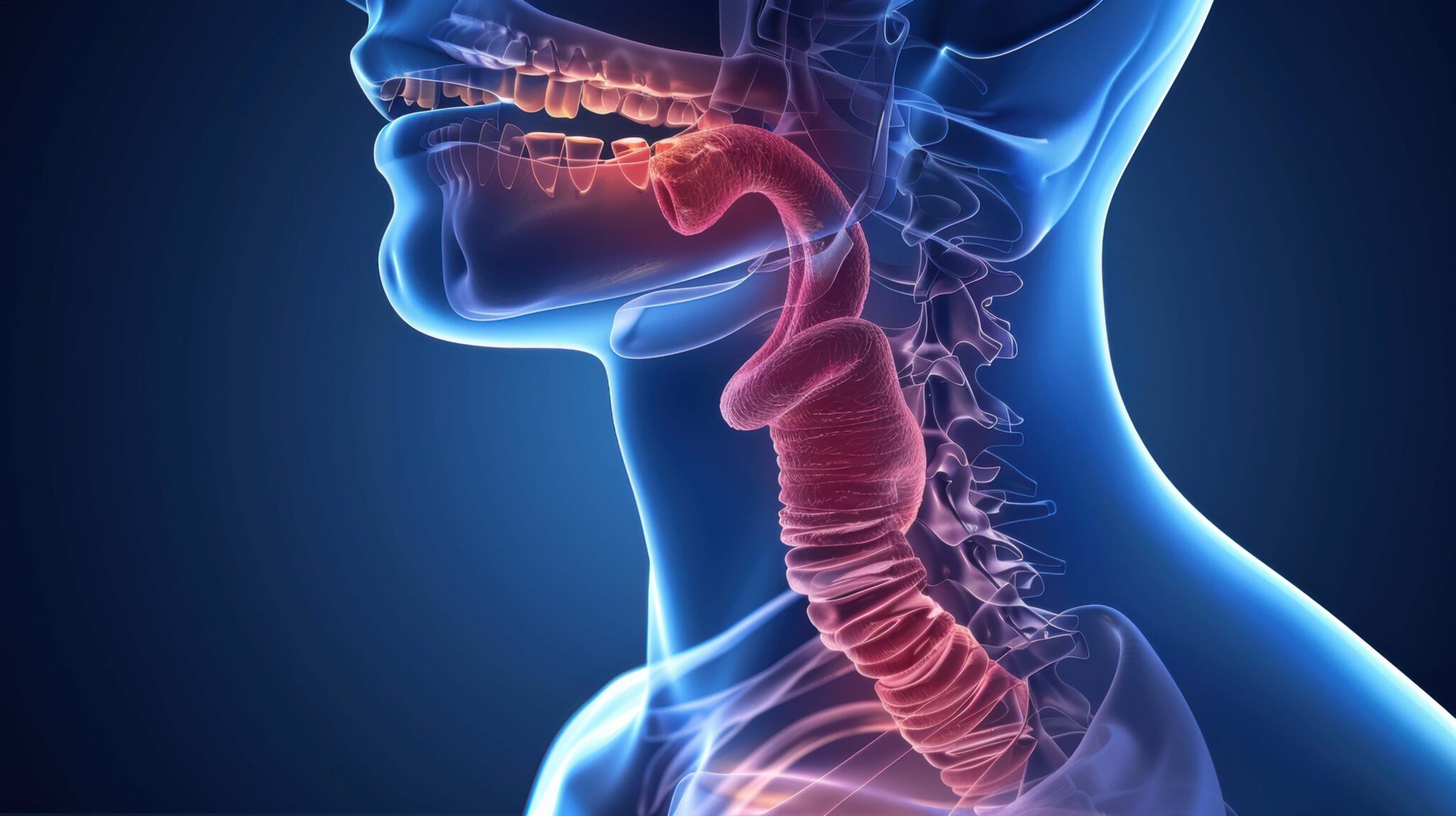 X-ray showing difficulty swallowing (dysphagia) through swollen throat, feature image of What Is Dysphagia by Perth BestWest Care